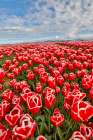 USA, Washington State. Skagit Valley, tulips grown in field Art Print